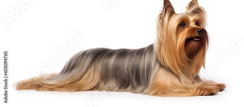 Yorkshire Terrier on white background with show coat