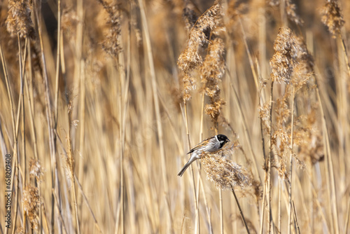 Small bird is sitting on dry coastal reed, natural outdoor photo