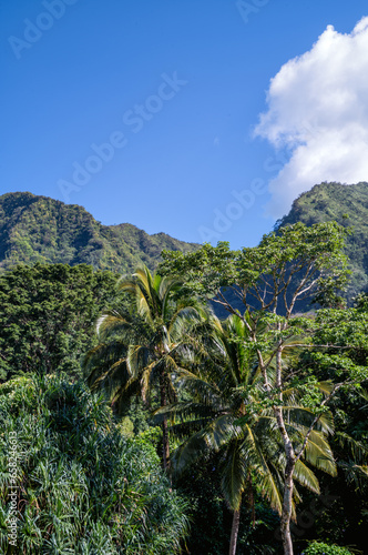 Coconut Palm Trees with Mountains in the Background.