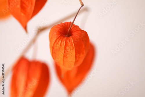 Physalis Alkekengi plant. Chinese lantern or ground berry. Authentic home decor in minimalist style.