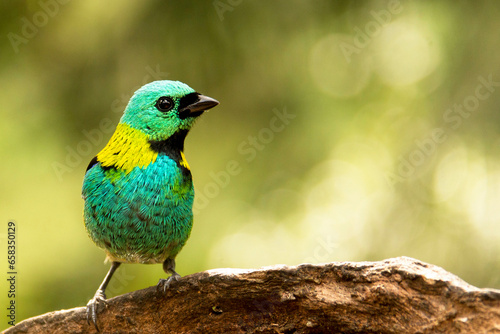 Saíra-sete-cores espécie de ave encontrada na Mata Atlântica Brasileira, São Paulo, Brasil. 