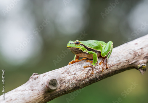 European tree frog (Hyla arborea)