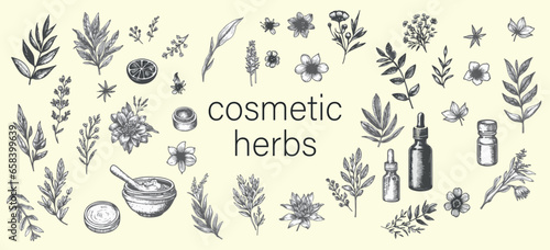 Vector hand-drawn herbs and spices set with vintage and trendy botanical elements. Featuring hand-drawn line leaves, branches, and blooming flowers. Vector design with a trendy aesthetic.