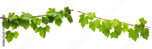 Set of bush grape or three-leaved wild vine (Cissus spp.), a jungle vine hanging ivy plant bush foliage, isolated on a white background with a clipping path.