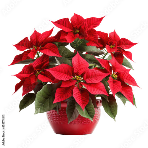 Christmas plant, red poinsettia flower pot isolated on white transparent background, PNG