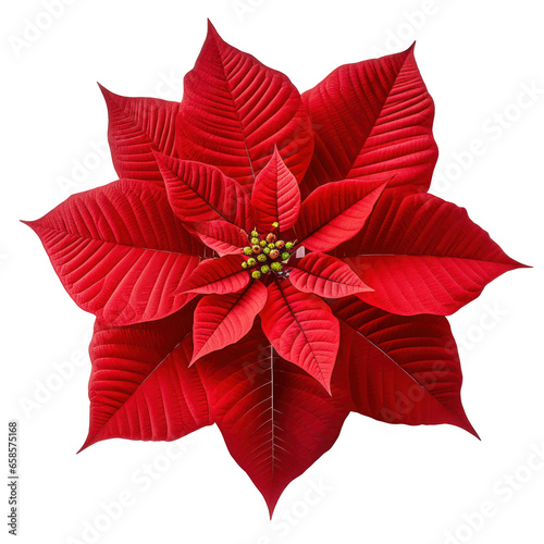 Red poinsettia flower isolated on white transparent background, PNG. Christmas plant top view