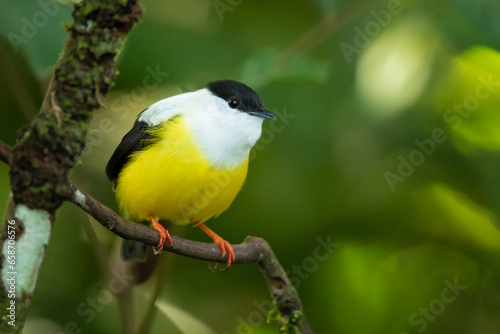 White-collared manakin (Manacus candei) is a passerine bird in the manakin family. It is a resident breeder in the tropical New World from southeastern Mexico to Costa Rica 