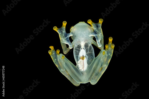 Hyalinobatrachium valerioi, sometimes known as the La Palma glass frog, is a species of frog in the family Centrolenidae. It is found in central Costa Rica and south to Panama