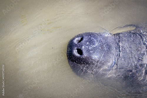 Manatee nose out of water, Everglades