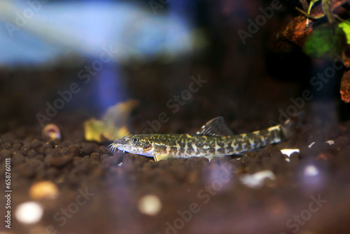 Stone loach (Barbatula barbatula) fresh water ray-finned fish