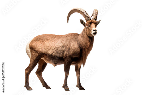 Alpine Ibex isolated on a transparent background. Animal right side view portrait.