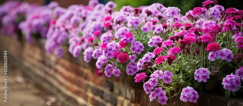 Vibrant flowerbed with purple verbena in historic Eastcote House Gardens London UK With copyspace for text