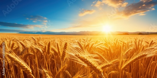 a wheat field with the sun setting