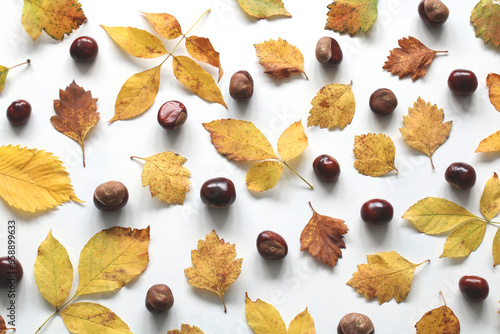 autumn background with chestnuts and fallen yellow leaves of ash, elm and hawthorn.