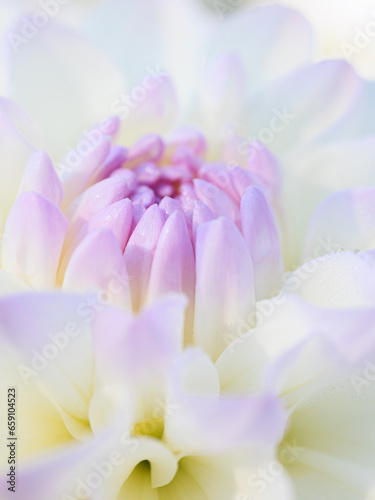 White-lilac delicate center of a dahlia flower close-up