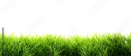 Lawn green grass isolated on white background