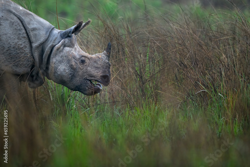 Greater one-horned rhino grazing in the grasslands of Assam in North-east India