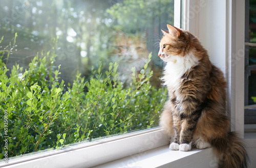 Relaxed cat sitting on window sill in front of defocused foliage on a sunny day. Cute fluffy calico kitty watching birds or squirrel outside. Mental enrichment for indoor cats. Selective focus.