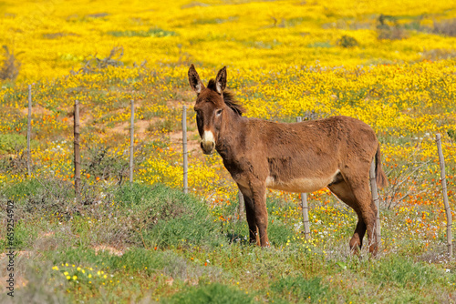 A free-range donkey standing in a field with yellow wild flowers, Namaqualand, South Africa.