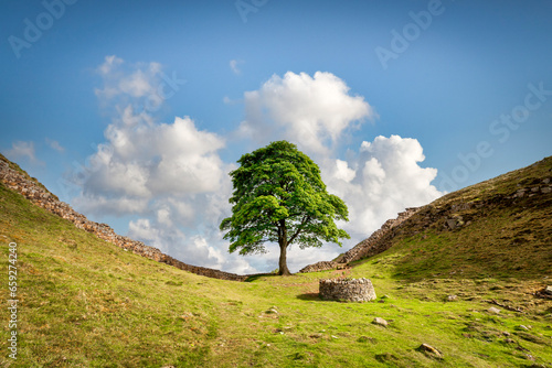 The famous sycamore tree in a dip beside Hadrian's Wall in Northumberland, seen in May 2011. It was felled in September 2023 in an act of vandalism.