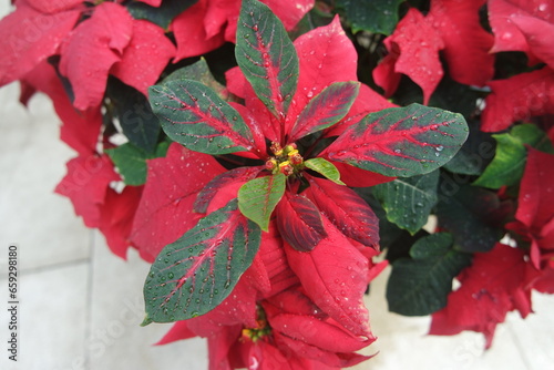 Beautiful Red poinsettia flowers Euphorbia pulcherrima Christmas Star