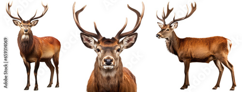 Red deer collection (portrait, standing, side view), animal bundle isolated on a white background as transparent PNG