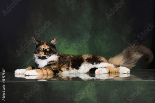 beautiful calico maine coon cat lying on green studio background