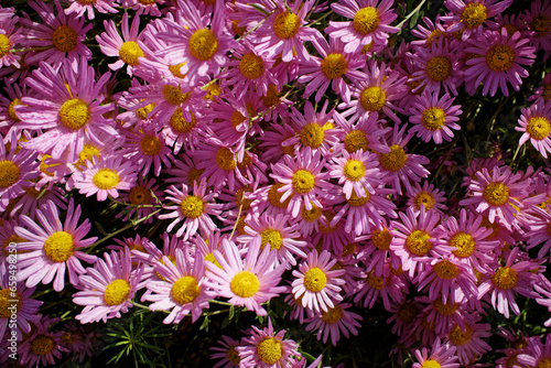 Blooming asteraceae flowers