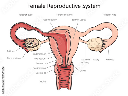 Female reproduction system structure diagram schematic raster illustration. Medical science educational illustration