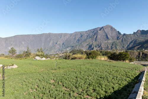 A view of lentil field in La Reunion