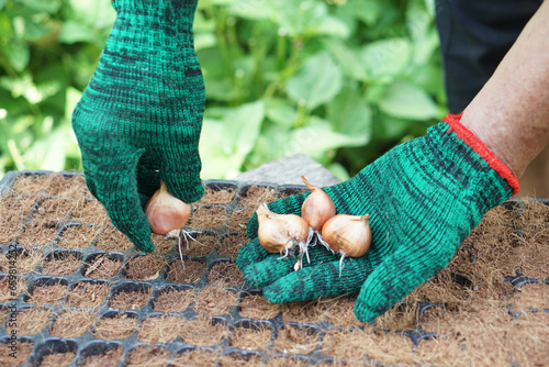 Close up gardener hand is seeding shallot bulbs in seedling tray in garden. Concept, agricultural activity. Gardening process in agriculture works. 
