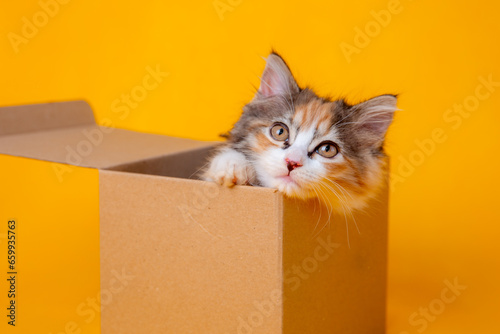Funny kitten in a cardboard box, isolated on a colored yellow background with a place for text. cute kitten cat looks out with paws from a food delivery box. A cat joke in a gift box, 