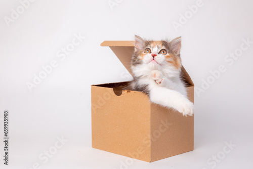 Funny kitten in a cardboard box, isolated on a white background with a place for text. cute kitten cat looks out with paws from a food delivery box. A cat joke in a gift box.