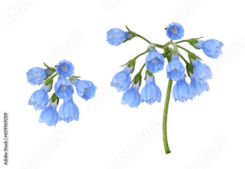 Set of blue symphytum flowers and buds isolated on white or transparent background