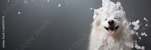 banner smiling wet puppy dog taking bath with soap bubble foam on head , Just washed cute dog on grey background, goods for treatment for domestic pets, grooming salon, copyspace.