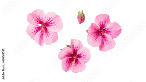 Conjunto de flores rosas y pétalos. Elemento de diseño floral aislado. Vista cenital sobre fondo transparente.