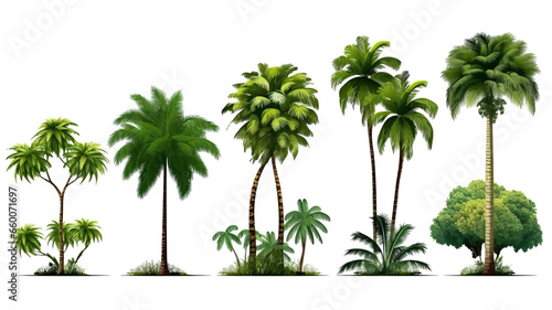 set tree tropical isolated on transparent background