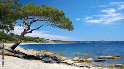 Landscape of a beach, pine tree with a curved trunk and green needles on the left side, ocean, sea, sand
