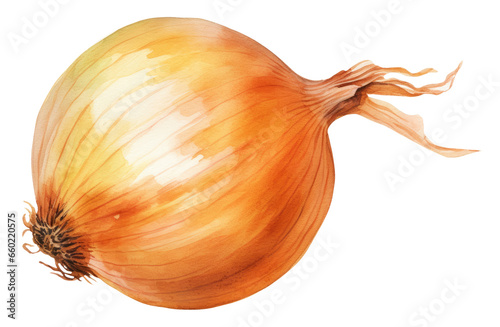 Watercolor illustration of onion isolated on transparent background