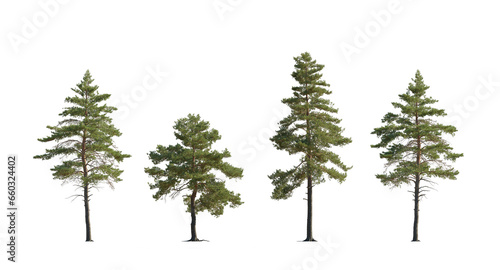Set of Pinus sylvestris Scotch pine big tall tree isolated png on a transparent background perfectly cutout in sunny light Pine Pinaceae pine Baltic Pine fir