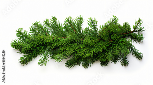 Evergreen fir tree and juniper twigs isolated over a white background