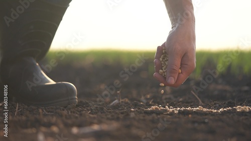 soybean agriculture. farmers hand a sows soybean grains in agricultural soil. agriculture business farm soybean concept. Farmer sows soybean grains. soy farm concept lifestyle