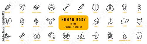 Line icons of anatomy, human body organ line icon set. Editable stroke