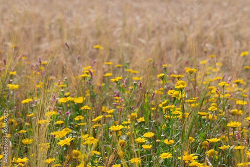 Fleurs messicoles dans un champ de blé. Chrysanthème des moissons