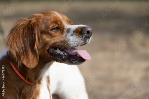 Brittany Epanel Breton portrait of dog in orange and white french posing with tongue hanging out and resting, running, lying in field in summer. Brittany Spaniel French Hunting Pointer. Purebred pet