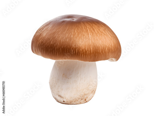 Single champignon mushroom close-up isolated on white