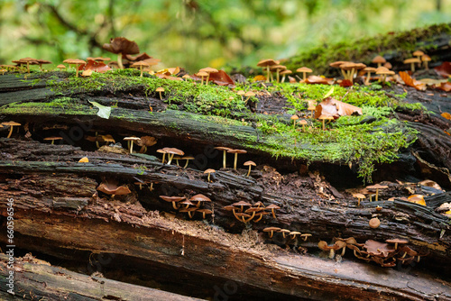 Mushrooms on a rotten tree