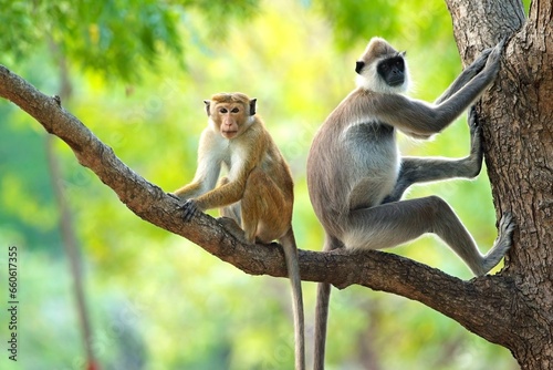 Grey Langur Monkey with Makak Baldur