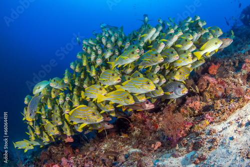 School of Ribbon Sweetlips Raja Ampat