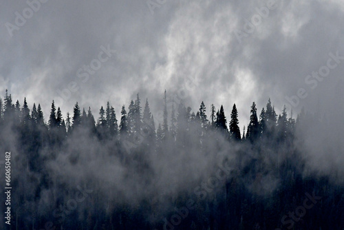 Conifer forest Shrouded in mist. High Sierra Nevada Mountains, California 